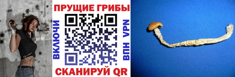 Псилоцибиновые грибы прущие грибы  Дмитров 
